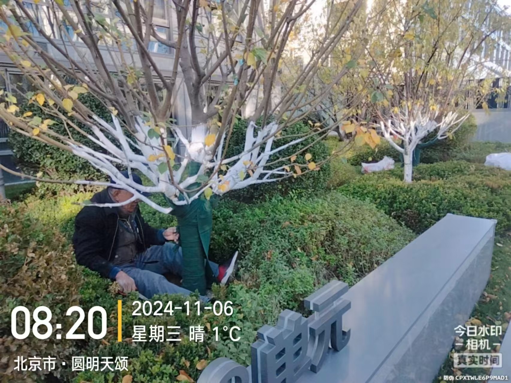 《北京天宏園林綠化草莓视频污视频下载-草莓视频app下载地址-草莓视频下载18-草莓视频ios版：冬季綠化養護之大樹涂白》