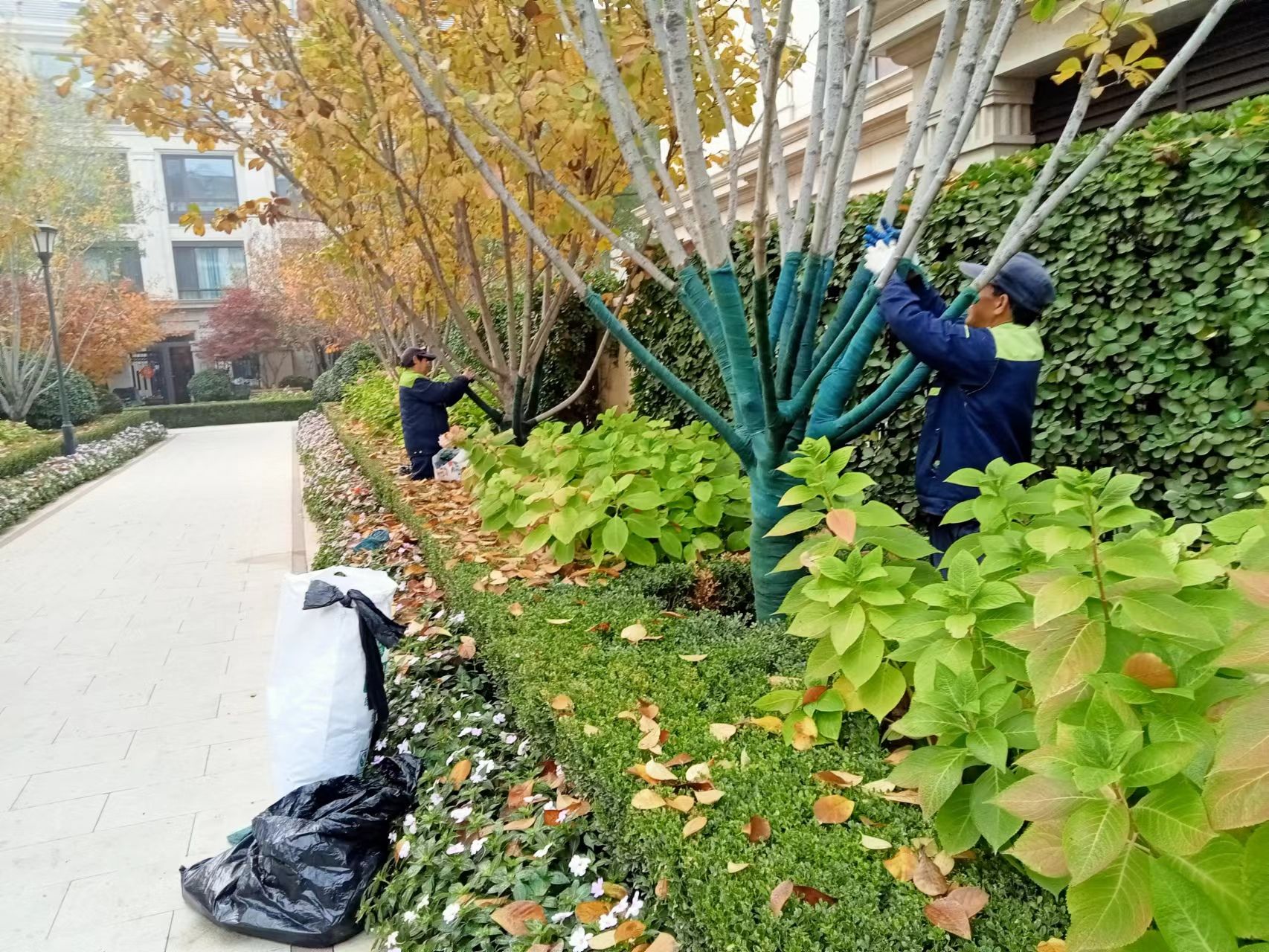 《北京天宏園林綠化草莓视频污视频下载-草莓视频app下载地址-草莓视频下载18-草莓视频ios版：冬季綠化養護之樹木纏桿》